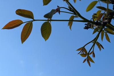 <i>Juglans regia</i>