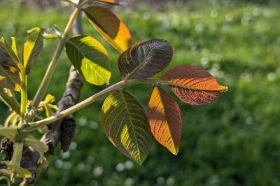 <i>Juglans regia</i>