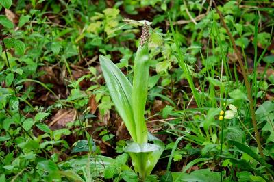 <i>Orchis purpurea</i>