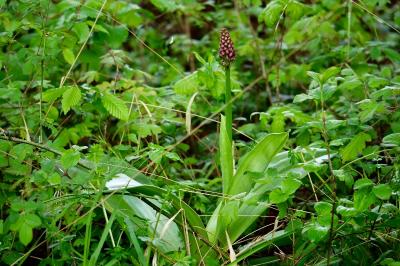 <i>Orchis purpurea</i>