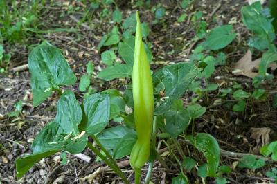 <i>Arum italicum</i>