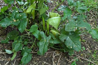 <i>Arum italicum</i>