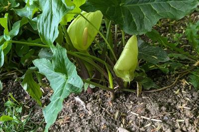 <i>Arum italicum</i>