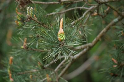 <i>Pinus sylvestris</i>
