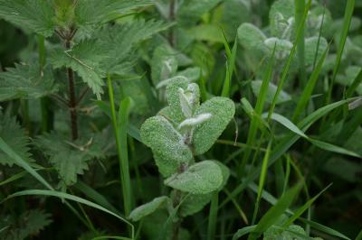 <i>Mentha suaveolens</i>