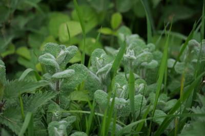 <i>Mentha suaveolens</i>