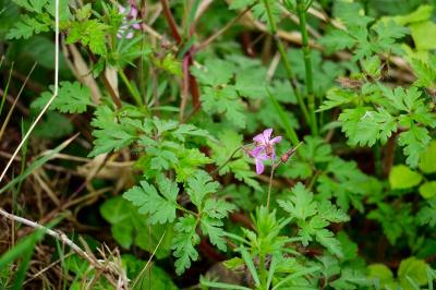 <i>Geranium robertianum</i>