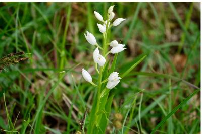 <i>Cephalanthera longifolia</i>