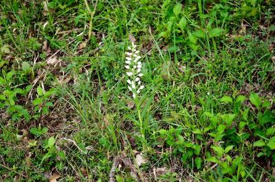 <i>Cephalanthera longifolia</i>