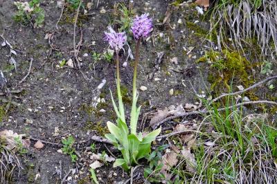 <i>Orchis simia</i>