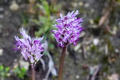 <i>Orchis simia</i>