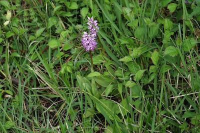<i>Orchis simia</i>
