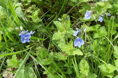 <i>Veronica chamaedrys</i>