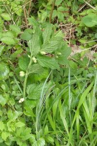 <i>Melittis melissophyllum</i>