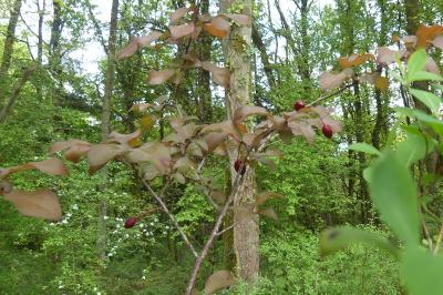 <i>Prunus</i>