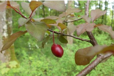 <i>Prunus</i>