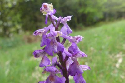 <i>Anacamptis morio</i>