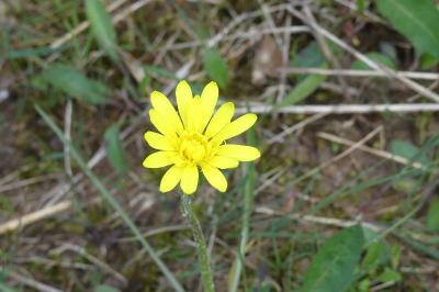 <i>Scorzonera humilis</i>