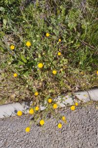<i>Calendula arvensis</i>