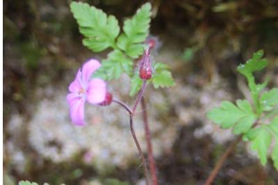 <i>Geranium robertianum</i>