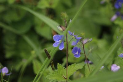 <i>Veronica chamaedrys</i>
