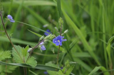<i>Veronica chamaedrys</i>