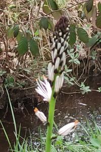 <i>Asphodelus albus</i>