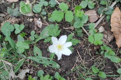 <i>Anemone nemorosa</i>
