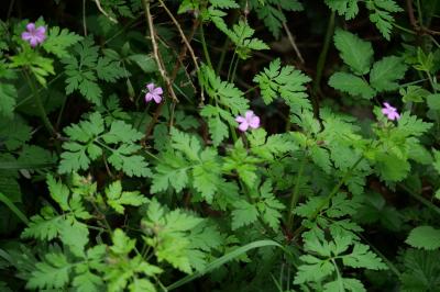 <i>Geranium robertianum</i>