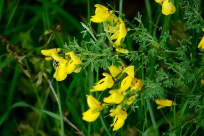 <i>Cytisus scoparius</i>