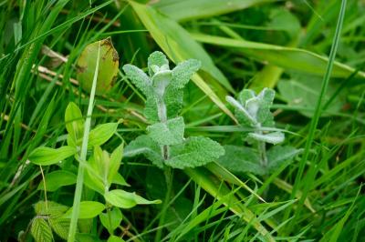 <i>Mentha suaveolens</i>