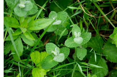 <i>Mentha suaveolens</i>