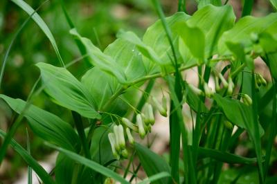 <i>Polygonatum multiflorum</i>