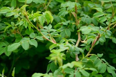 <i>Rosa canina</i>
