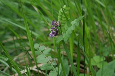 <i>Vicia sepium</i>