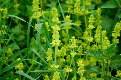 <i>Cruciata laevipes</i>