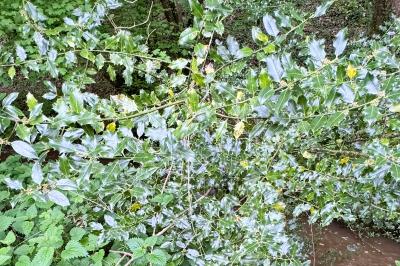 <i>Ilex aquifolium</i>