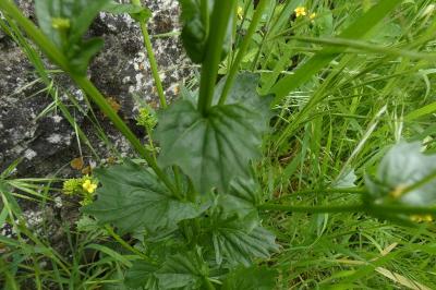 <i>Barbarea vulgaris</i>