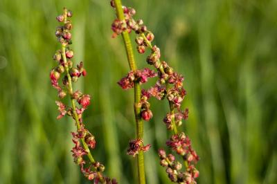 <i>Rumex acetosa</i>