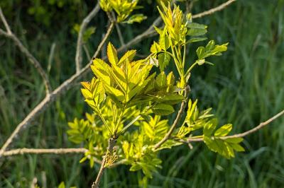 <i>Fraxinus excelsior</i>