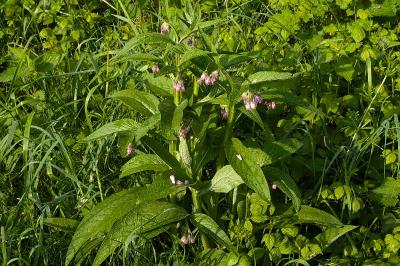 <i>Symphytum officinale</i>