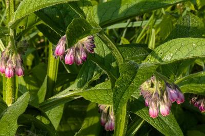 <i>Symphytum officinale</i>
