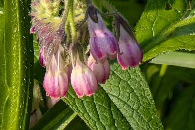 <i>Symphytum officinale</i>