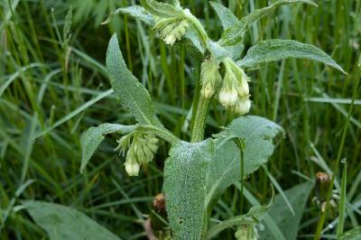 <i>Symphytum officinale</i>