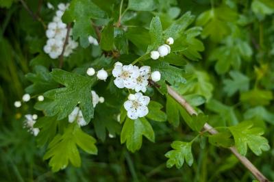 <i>Crataegus monogyna</i>