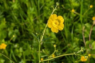 <i>Ranunculus acris</i>