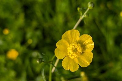 <i>Ranunculus acris</i>