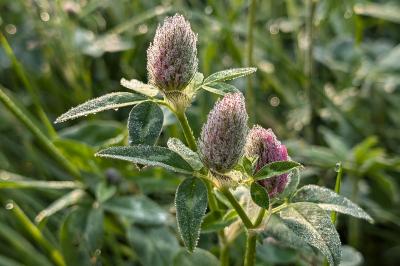 <i>Trifolium pratense</i>