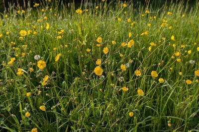 <i>Ranunculus acris</i>