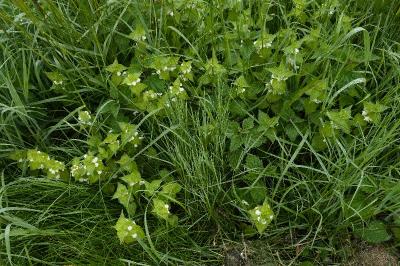 <i>Lamium album</i>